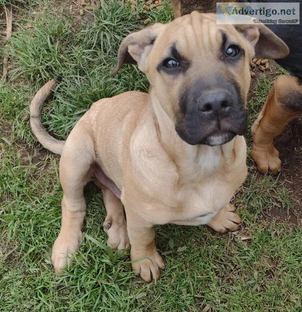 Bullmastiff Mix 12 weeks old