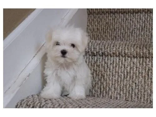 Playful Maltese puppies