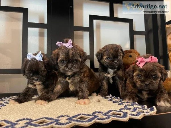 Imperial Shih Tzu Yorky puppies.