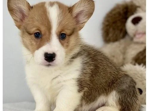 Pembroke welsh corgi pups