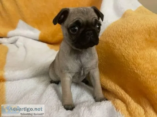 Cute MF Pug Puppies For Good Homes.
