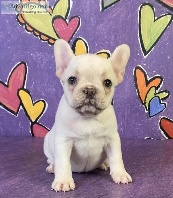 Lillian French Bulldog