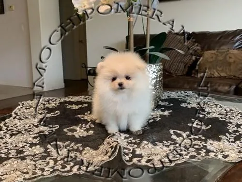 AKC Female POMERANIAN