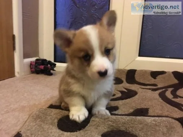 Available Corgi puppies ready now