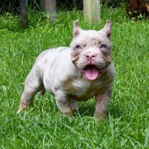 Bully s NOW READY TO LEAVE 3 boys left