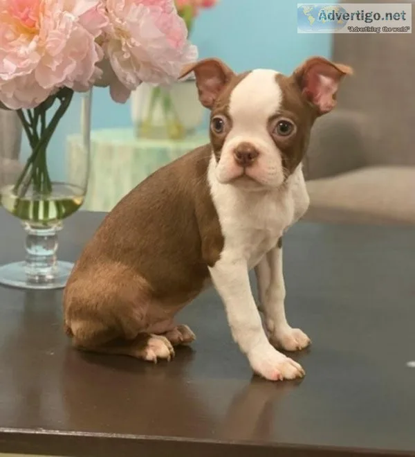 Akc Reg. Boston Terrier Puppies For Sale.