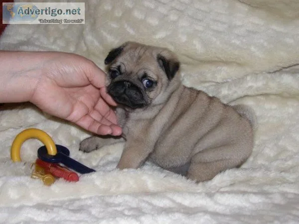 Adorable Pug puppies now ready