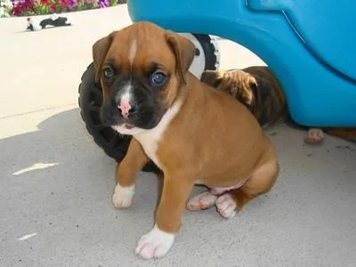 Adorable Sweet Playful Excellent Purebred Boxer