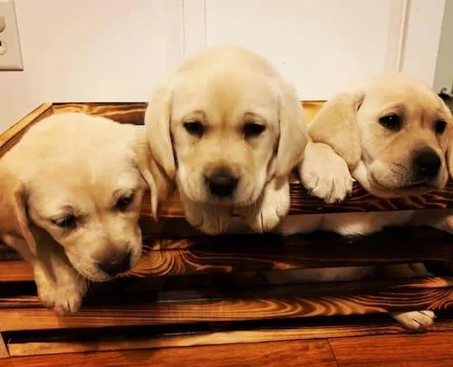 Lab Puppies
