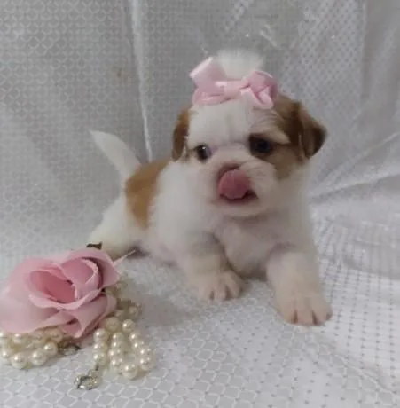Beautiful Litter Of Shih Tzu Puppies