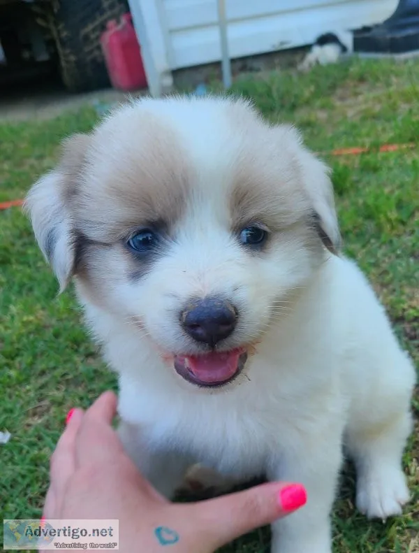 Puppies