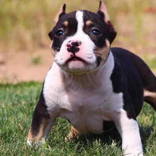 Baby Waffles American Merle Bully  -