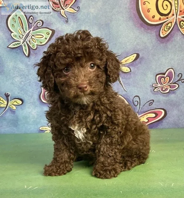 Mocha Mini Poodle