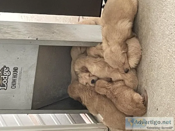 CKC Golden Retriever Puppies