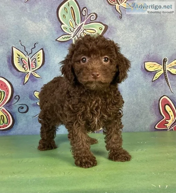 Java Mini Poodle