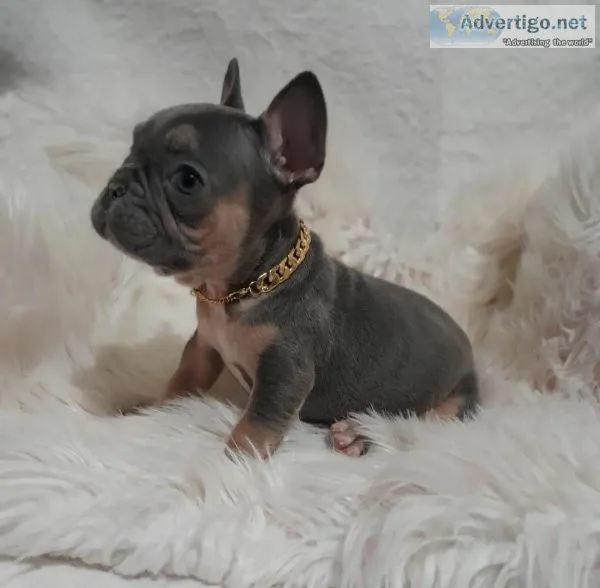 Lovely French Bulldog Puppy