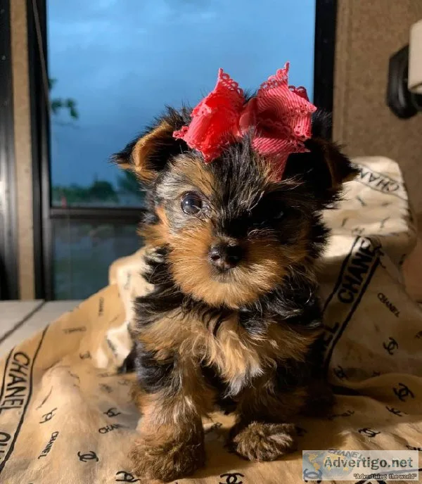 Yorkshire Terrier Girls