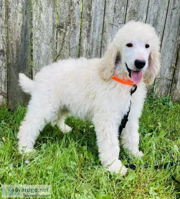 Churro Poodle