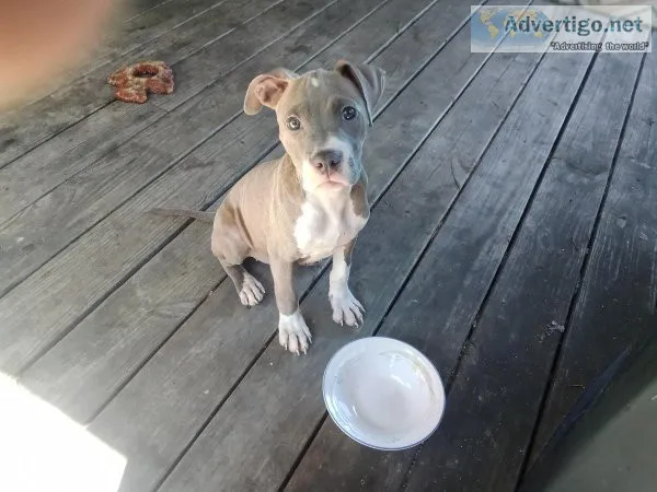 Pit bull