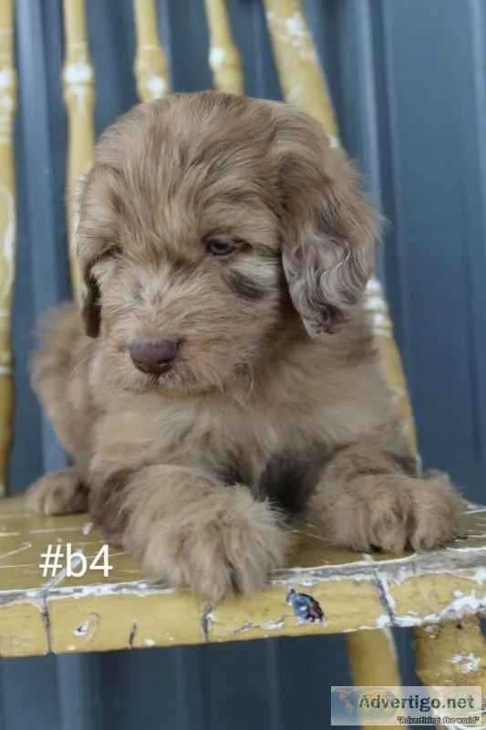 Aussiedoodle