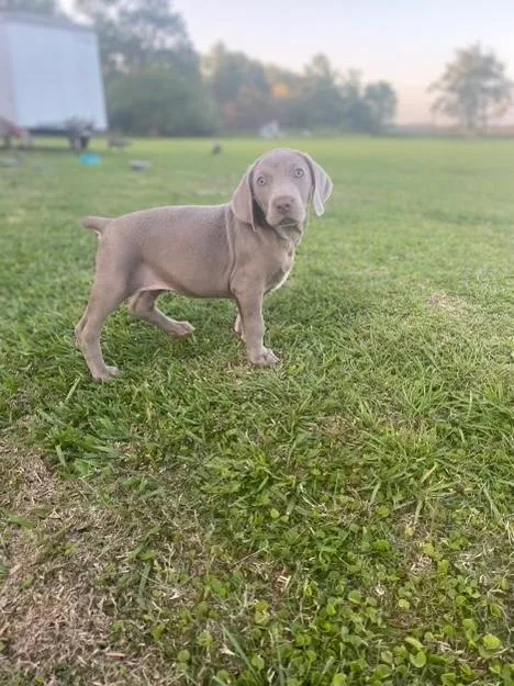 Weimraner puppies