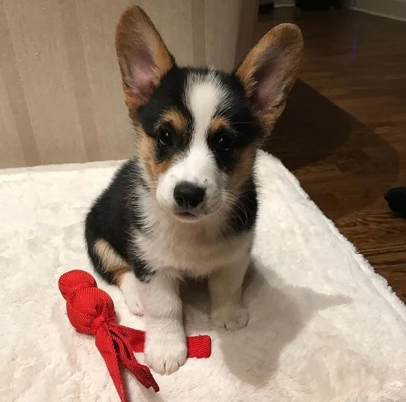 Pembroke Welsh Corgi