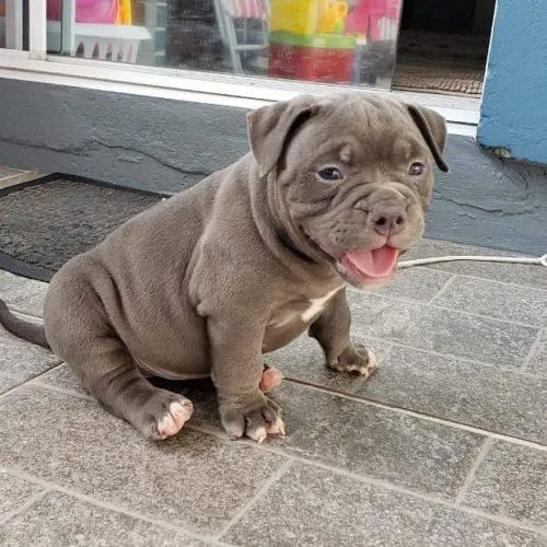 Female  American bully pups