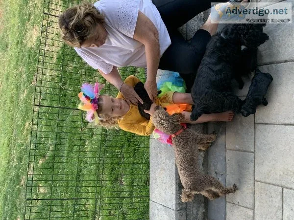 Cockapoos - LulusLovelys.com