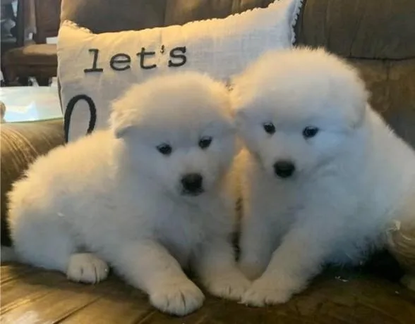 Purebred Samoyed puppies for sale