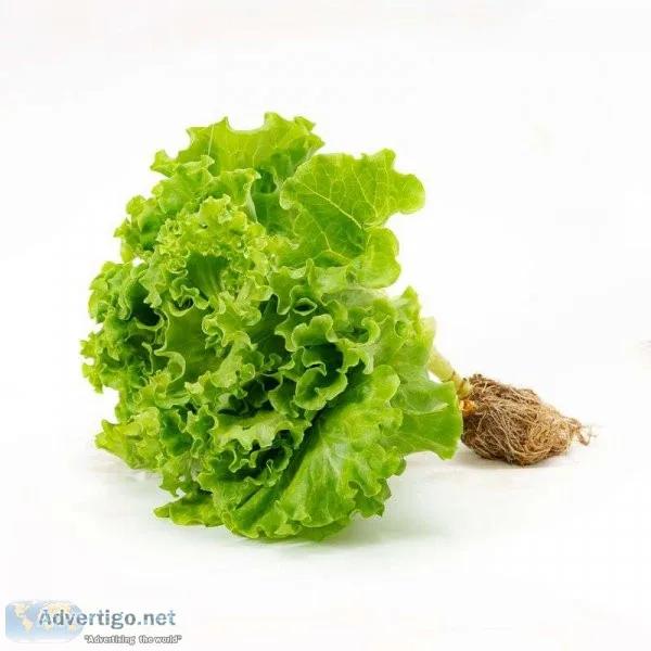 How to grow your own lettuce in a hydroponic system