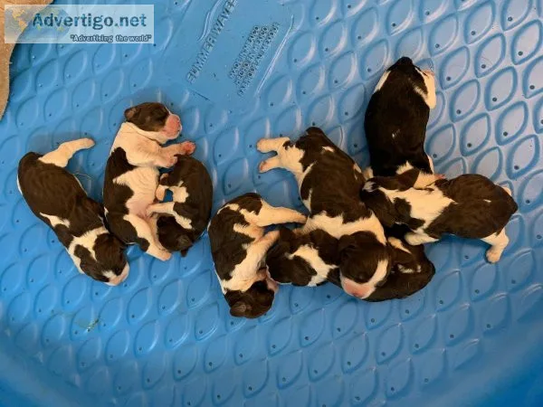 AKC English Springer Spaniels