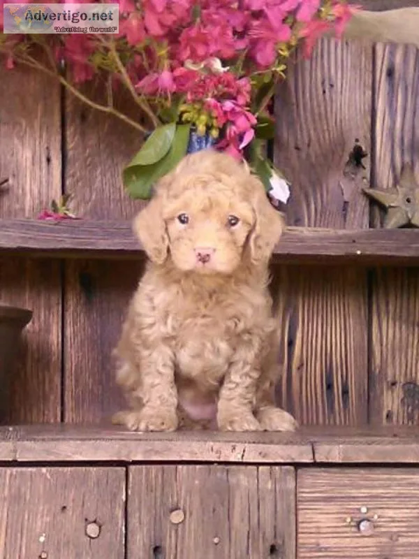 Rosie Cavapoo
