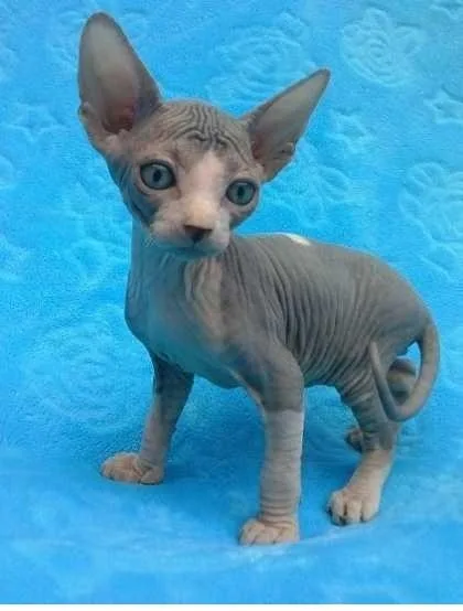 Healthy Beautiful Sphynx Kittens available