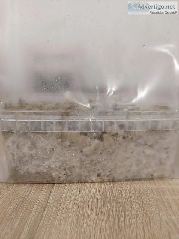 Grow kits