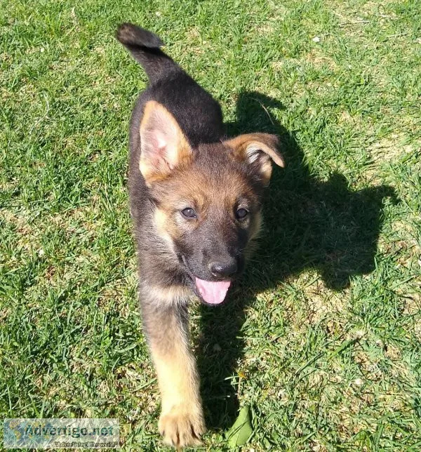 German Shepard puppies