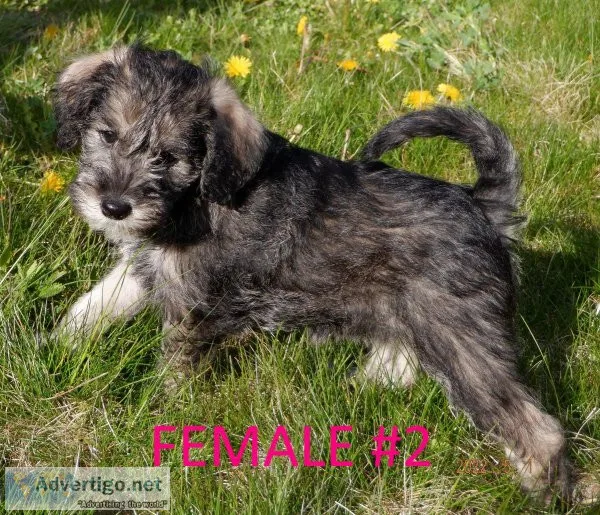 SCHNOODLE PUPPIES