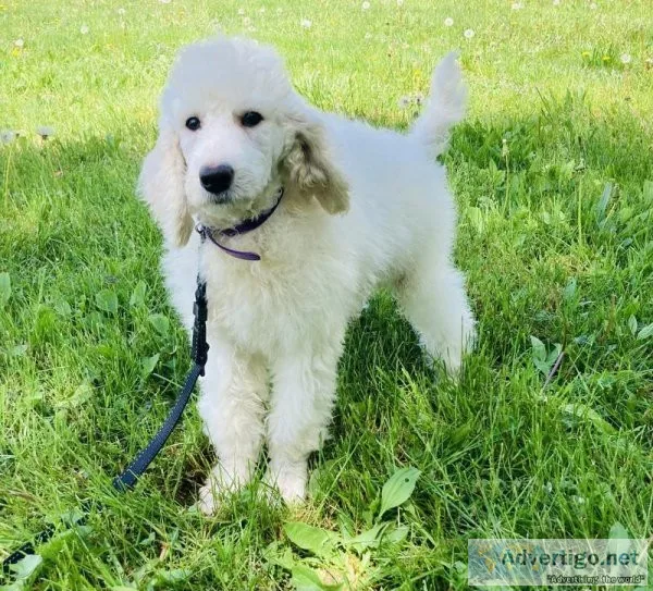 Vanilla Poodle
