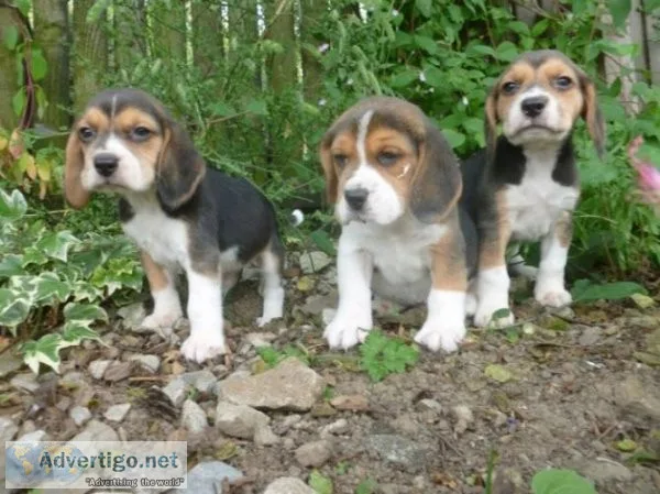 Beagles Puppies Ready Now