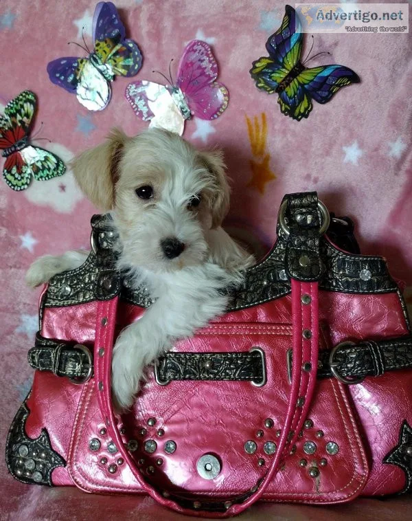 Schnoodle pups available