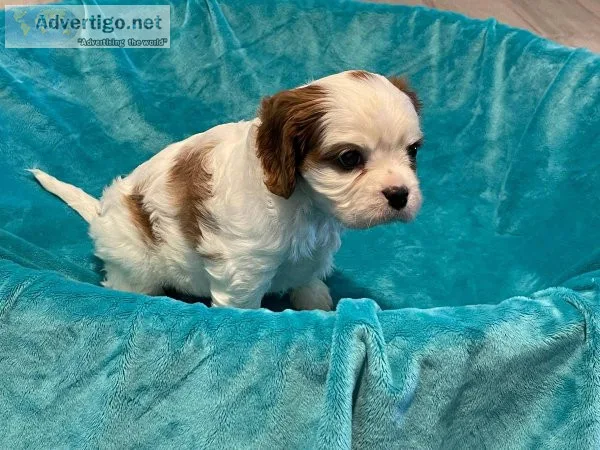 Shih Tzu puppies for sale