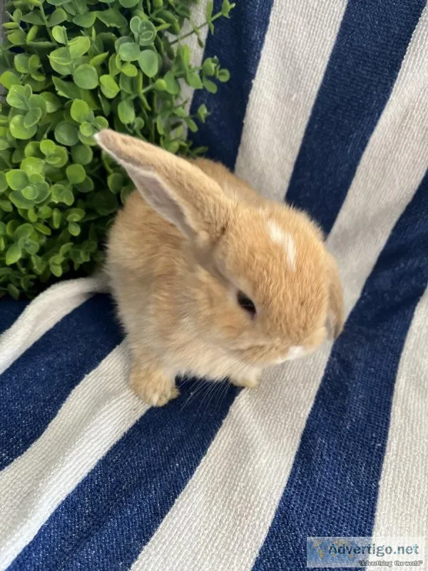 Holland Lop Bunnies