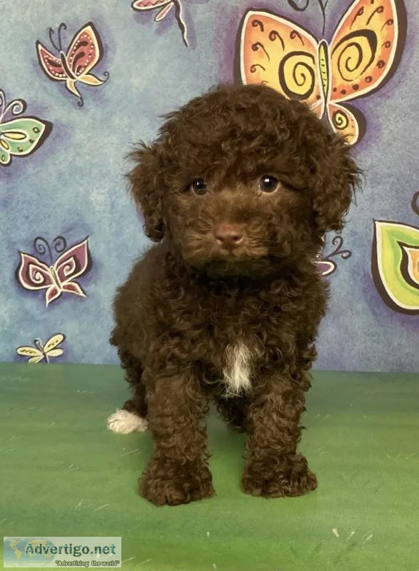 Cedar mini poodle