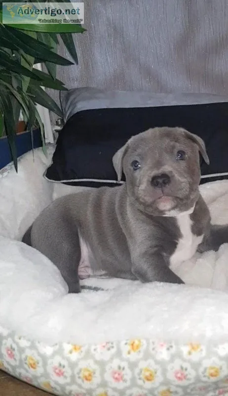 Staffordshire Bull Terrier Puppies