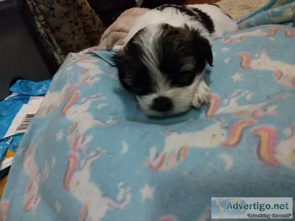 Purebred shih tzu puppies