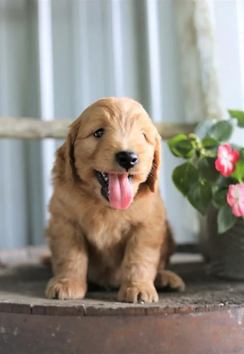Lovely Golden Doodle Puppies for Sale