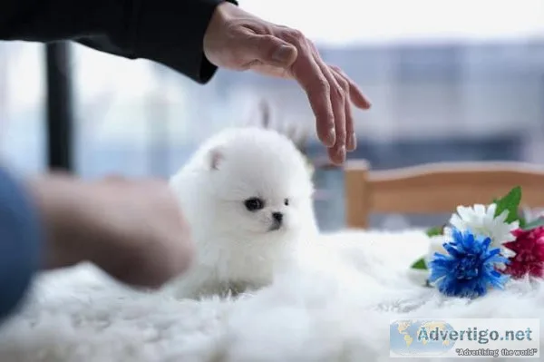 10 week old pomeranian pups 3 boys