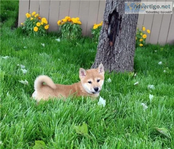 Amazing Japanese Shiba Inu Puppies Ready Now