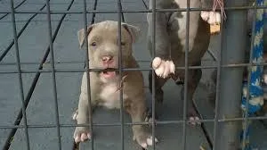 Pit Bull pups AKC 75
