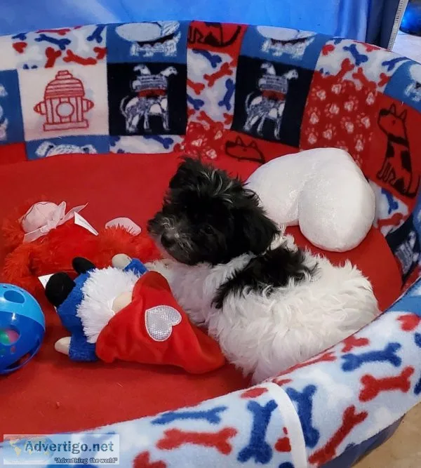 HAVANESE  BOY