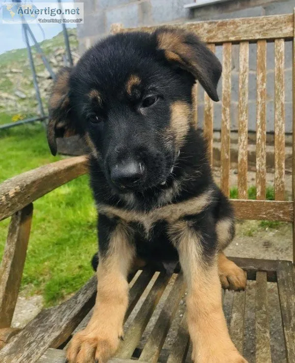 Beautiful German shepherd puppies for sale